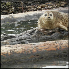 Marina-seal